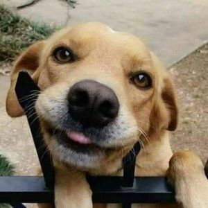 Meet your Posher, Irene